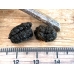 Rothschildia equatoralis eggs